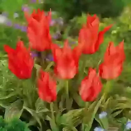 Gregii Hybrid Tulips